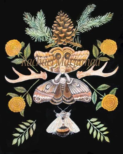 Moths, antlers, flowers, foliage, and a pine cone in an artwork by Rachael Marjamaa.